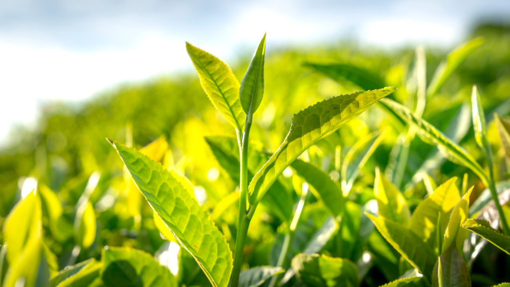 お茶の新芽・桜野園の無農薬のお茶無化学肥料の緑茶